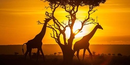 Pack "Safari" au Kenya 7 jours
